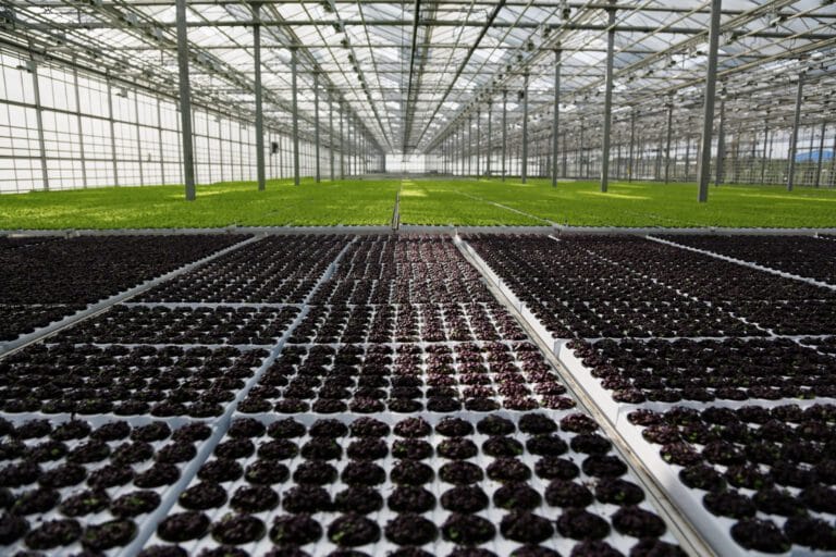 Scientists Develop Solar-Powered Roofs for Greenhouse Energy Efficiency 8 Solar-Powered Roofs