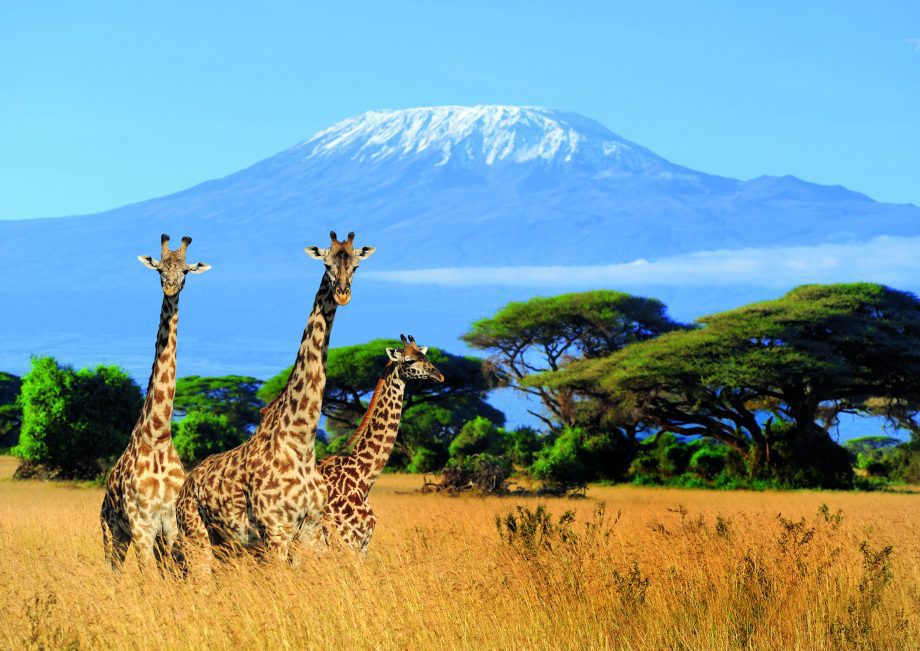 Tanzania is home to many of the world's most famous wildlife