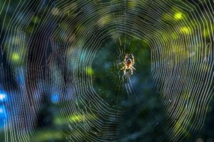 Spider Silk