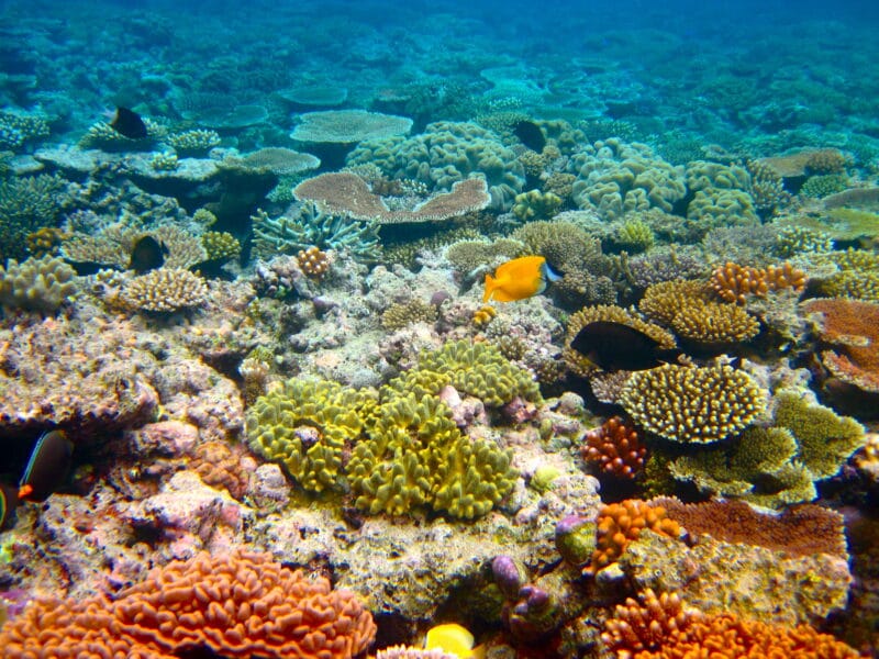 Great Barrier Reef: Australia’s Natural Wonder and Marine Treasure 3 Great Barrier Reef: Australia’s Natural Wonder and Marine Treasure