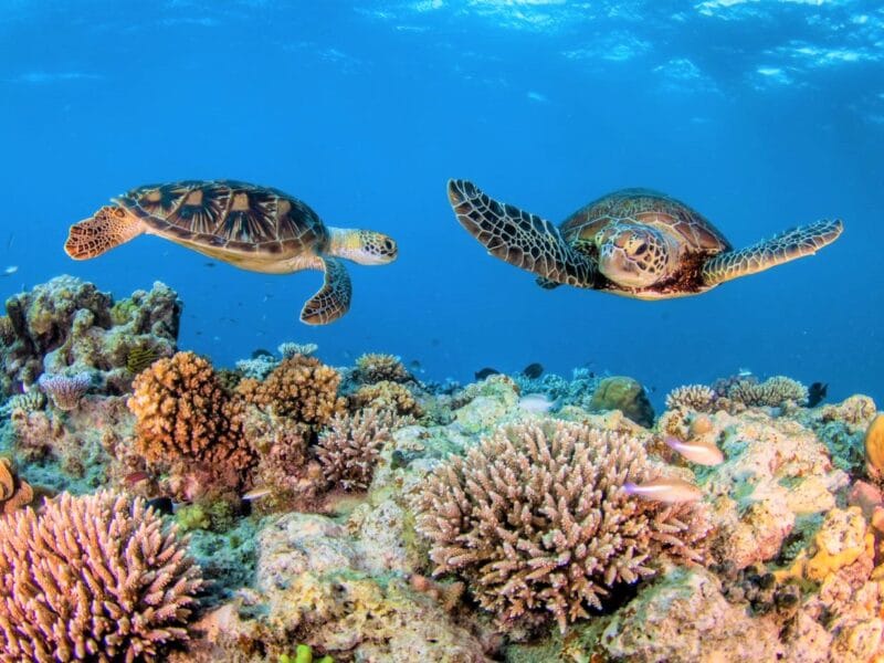 Great Barrier Reef: Australia’s Natural Wonder and Marine Treasure